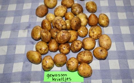 Lensink Aardappelen Aalten | Krieltjes